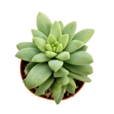 2" Sedum Brazil
